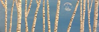 Moon with Birches